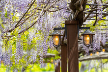 Purple Wisteria Flowers Hanging At The Wooden Ceiling With Vintage Oil Lamp Decorations With Vintage Oil Lamp