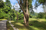 Fototapeta Na ścianę - Beautiful Nature Landscape Of Penang Botanical Garden.
Botanical gardens provide an excellent medium for communication between the world of botanical science and the general public.