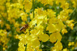 Pszczoły w locie przy pracy nad polem żółtego rzepaku. Słoneczny dzień, żywe kolory, kontrast, close-up, makro, bokeh.