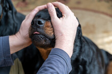 A Man Stroking A Large Black Dog. An Adult Female Rottweiler Dog. The Owner Is Caressing The Pet's Head With His Hands.