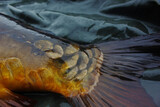 Fototapeta  - Large golden scales on the tail of a large mirror Carp. Close up.
