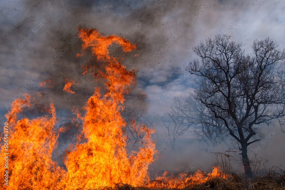 燃える木 Stock Photo | Adobe Stock