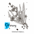 Chicory flower vector superfood drawing. Isolated hand drawn illustration on white background. Organic healthy food. Great for banner, poster, label