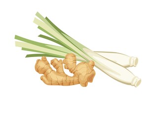 Wall Mural - Vector illustration of lemongrass and ginger, isolated on a white background.