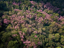 Aerial View Of Cherry Blossom Flowers Blooming Around The Hill Top Of Doi Chang Mountain In Chiang Rai Province, Thailand. This Mountain Has Rich Mineral And Soil For Growing Unique Coffee.