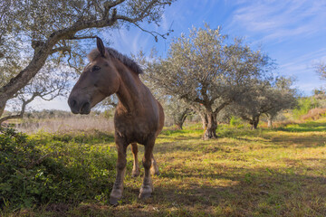 Wall Mural - wild horse portrait in natural state outdoors.