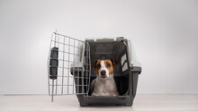 Jack Russell Terrier Dog Inside A Cage For Safe Transportation With Open Door.