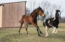 Playful Young Foals Running Together In Rural Farm Pasture

