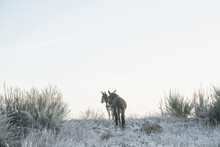 Donkeys In Snowy, Cold Winter Pasture
