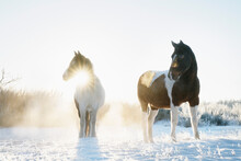 Beautiful Horses In Sunny, Snowy Winter Field At Sunrise
