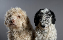 Studio Portrait Cute Labradoodle Dogs Looking At Camera
