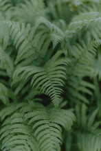 Close Up Detail Textured Green Fern Plant Leaves, Scotland
