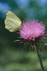 Wall Mural - common brimstone  butterfly on a milk thistle flower