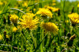 Fototapeta Dmuchawce - Żółte kwiaty na łące wiosną