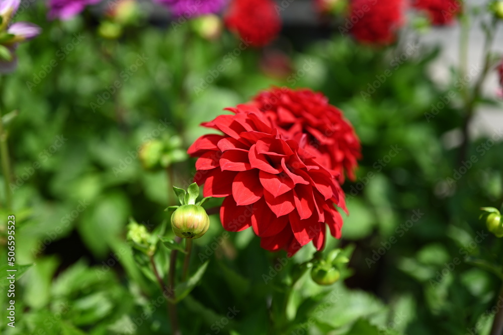 Dahlia is a genus of bushy, tuberous, herbaceous perennial plants ...