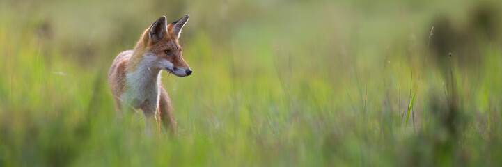 Wall Mural - Calm red fox, vulpes vulpes, standing on a green meadow and looking aside in summer. Orange mammal hunting in nature. Animal wildlife in horizontal composition with copy space.