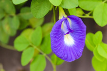 Butterfly Pea Flower (Clitoria Ternatea) Or Pigeonwings. Close-Up Of A Purple Blue Flower