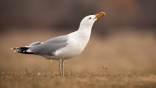 Adult Caspian Gull, Larus Cachinnans, Sitting On The Ground In Autumn And Calling. White And Gray Bird With Strong Yellow Beak Standing On A Dry Yellow Grass From Side View With Copy Space.