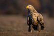 Adult white-tailed eagle, haliaeetus albicilla, sitting on the ground in the autumn at sunrise. Large bird of prey on a meadow with blurred background and copy space.