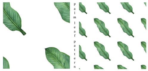 Wall Mural - Palm leaf pattern. print with tropical green leaves on a white background. palm leaves, monstera, jungle plants