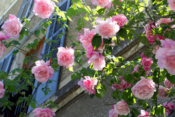 Wall Mural - pink rose flowering bush in green spring house garden