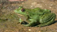 Green Marsh Frog Or Eurasian Marsh Frog (Pelophylax Ridibundus) Sits On Wet Sand, Then Blinks With Two Eyes At Once, Side View, Close-up.