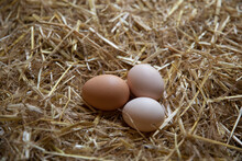 Organic Brown Eggs In Hay
