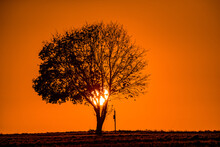 Lonely Tree By The Road At Sunrise In Autumn. Photographed In October In The Area Of ​​southern Bohemia Near The Village Of Staré Sedlo Near The Temelín Nuclear Power Plant