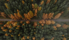 Aerial View Forest Trees Changing Color From Green To Orange, Snake Pass, Derbyshire, England
