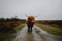 Portrait Brown Highland Coo On Rural, Wet Country Road, Baslow, Derbyshire, England
