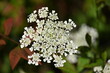 Wild carrot.Daucus carota, whose common names include wild carrot, bird's nest, bishop's lace, and Queen Anne's lace, is a flowering plant in the family Apiaceae, native to temperate regions of EU
