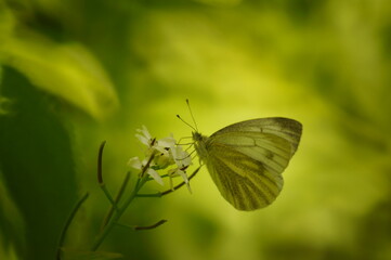 Poster - White butterfly on a green background. Insects in nature.