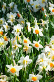 Fototapeta Tulipany - narcissus growing in spring garden