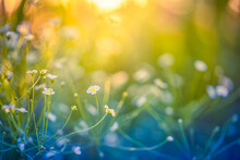 Abstract Soft Focus Sunset Field Landscape Of White Flowers And Grass Meadow Warm Golden Hour Sunset Sunrise Time. Tranquil Spring Summer Nature Closeup And Blurred Forest Background. Idyllic Nature