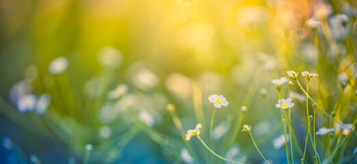 Wall Mural - Abstract soft focus sunset field landscape of white flowers and grass meadow warm golden hour sunset sunrise time. Tranquil spring summer nature closeup and blurred forest background. Idyllic nature