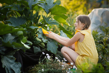 child picks zucchini from bush in backyard garden. Cute european girl with pigtails holds yellow zucchini. Help children harvest