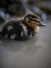 A Cute Baby Duckling On A Beach 