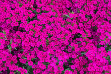 Flattened Clusters Of Deep Pink Sweet William Also Dianthus Barbatus Planted As Ground Cover In A Garden.