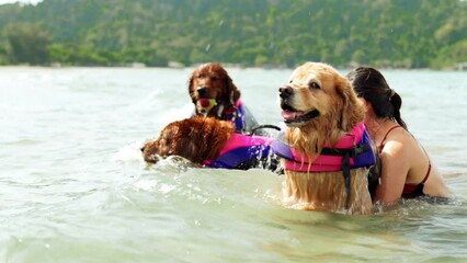 Wall Mural - Happy woman with dog golden group playing water sea wave enjoy freedom on the beach, happiness outdoor people lifestyle.