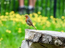 Robin On A Tree Stump With Yellow Flowers In Background