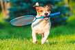 Excited funny dog fetches kid size badminton racket on green grass turf on summer day