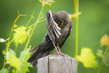 A Female Common Blackbird Sitting On A Pole