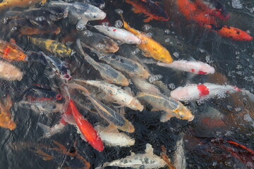 Wall Mural -  colorful Cyprinus carpio are swimming in the koi pound  design for Aisa gardening design style