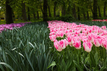 Many Beautiful Tulip Flowers Growing In Park. Spring Season