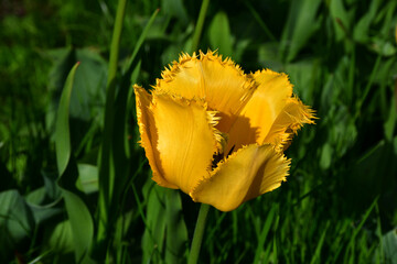 Wall Mural - top view on yellow tulip with needle-like edges of petals on a blurry green background. natural text