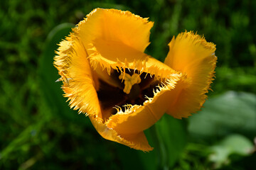 Wall Mural - top view on yellow tulip with needle-like edges of petals on a blurry green background. natural text