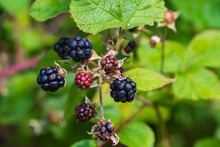 Close Up Of Partially Ripe Fresh Juicy Blackberries On A Bush In The Forest