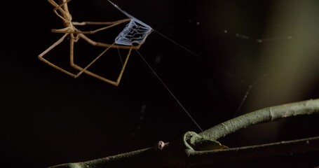 Closeup of a Net-casting Spider with its Net clearly visible 