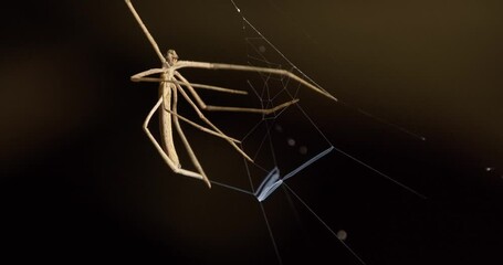 Net Casting Spider secreting silk in preparing the Trap or the Casting Net to capture its next victim