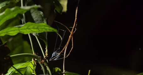 Wall Mural - Slider shot Net-casting Spider holding its net in the feet to trap a unsuspecting victim 